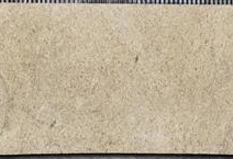 ORNAMENTAL GUIDONI